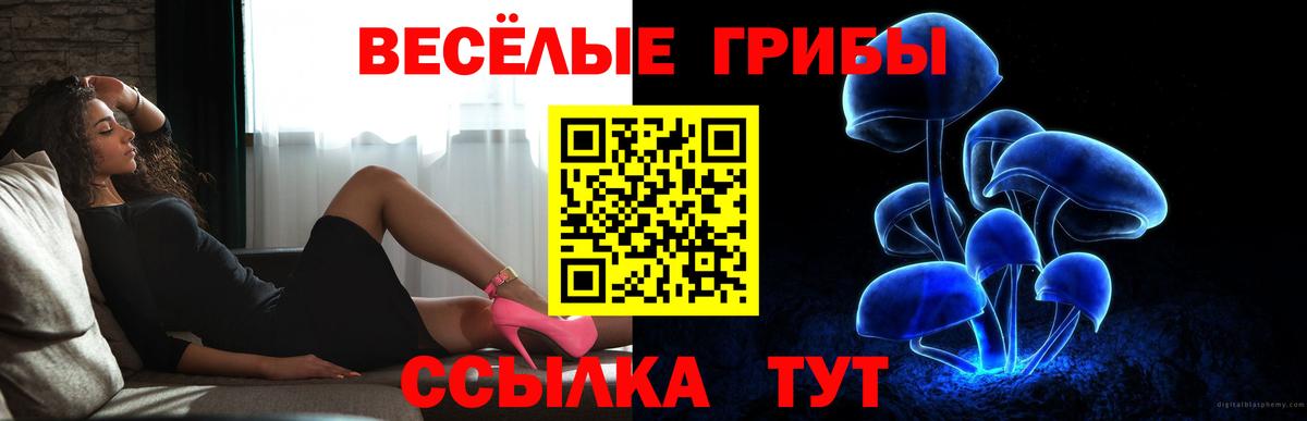 Галлюциногенные грибы Psilocybine cubensis  Гуково  наркошоп  Галлюциногенные грибы GOLDEN TEACHER 